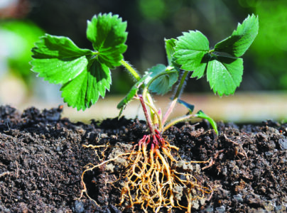 Strawberry seedlings with roots in a cross-section of soil.